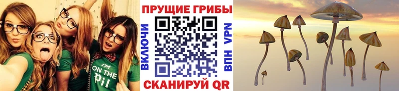 купить цена Козьмодемьянск Галлюциногенные грибы Cubensis